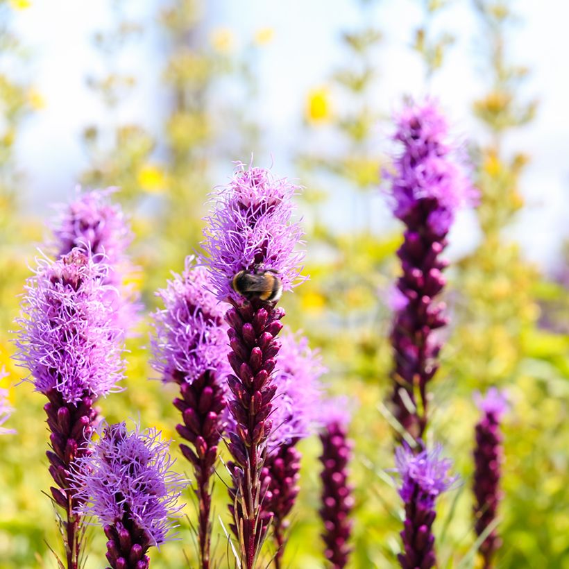 Ährige Prachtscharte Kobold - Liatris spicata (Flowering)