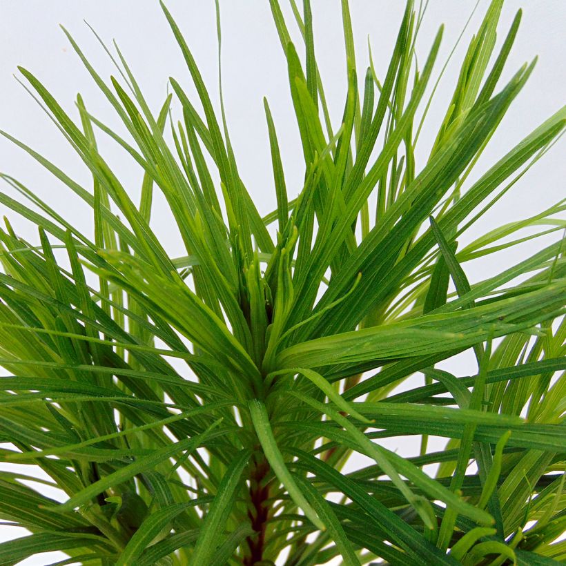 Ährige Prachtscharte Floristan Violett - Liatris spicata (Foliage)