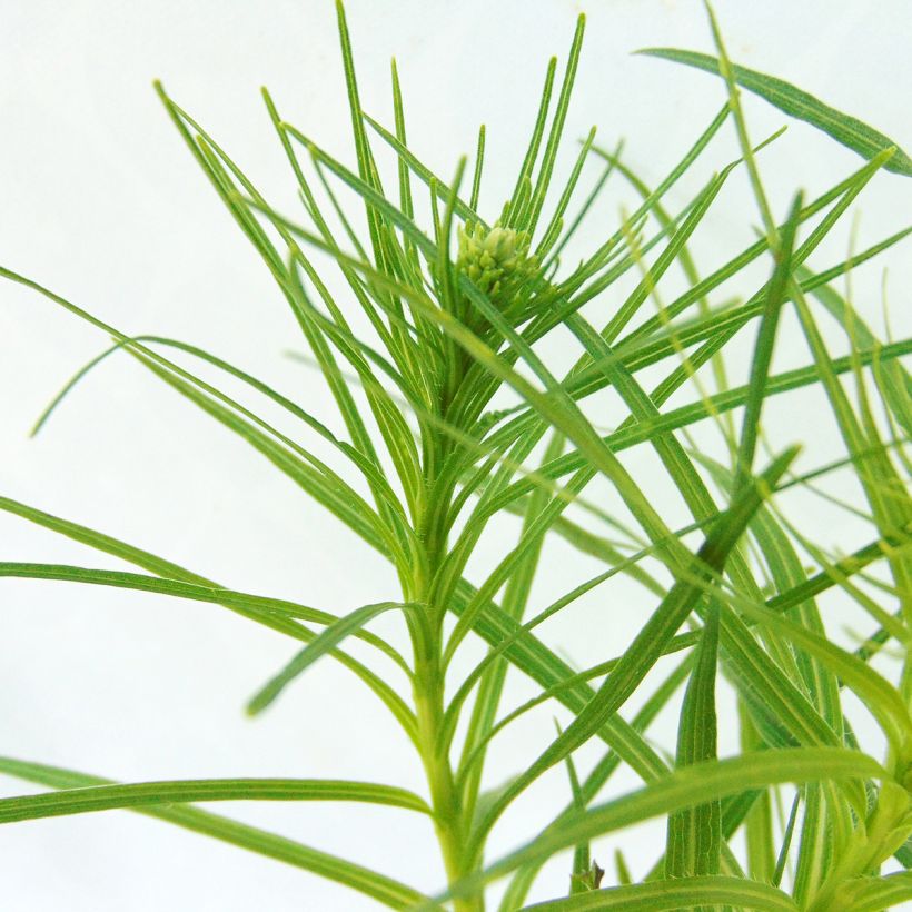 Ährige Prachtscharte Floristan Weiß - Liatris spicata (Foliage)