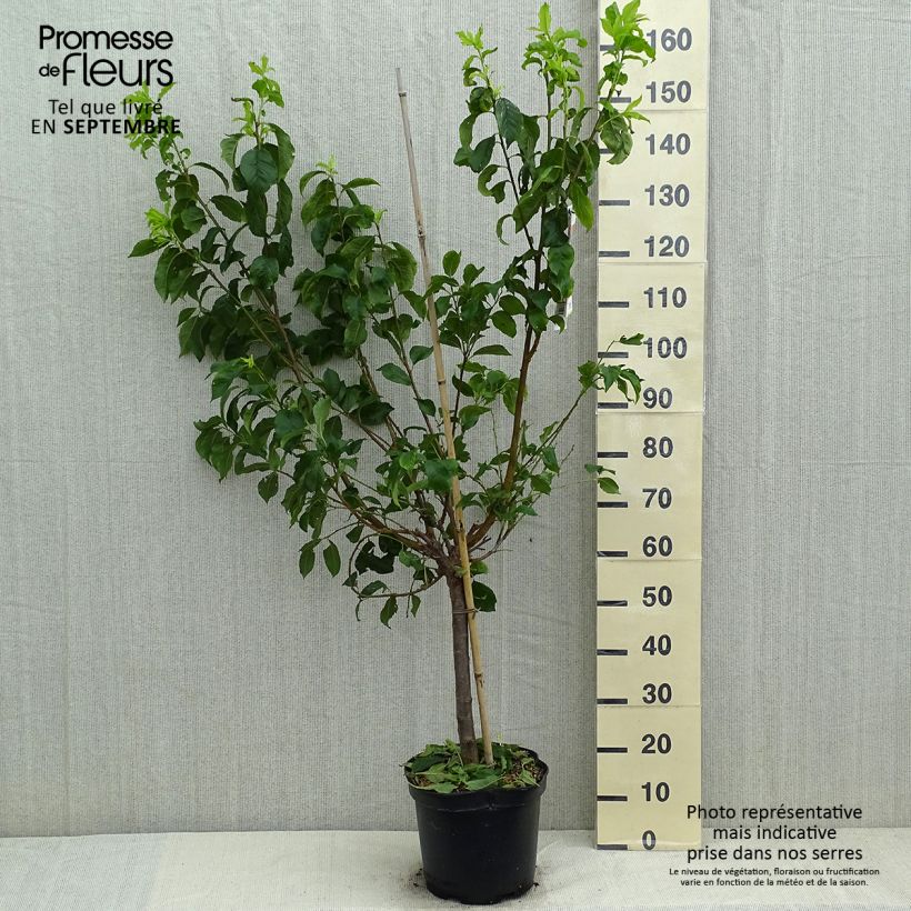 Exemplar von Pluot Flavor Candy - Prunus Topf mit 7,5L/10L, Gobelet-Form wie im Sommer geliefert