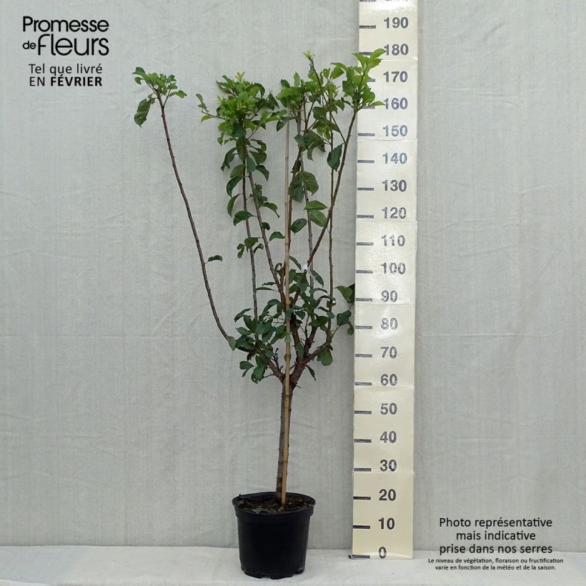 Example of Pluot Flavor Supreme - Prunus Topf mit 7,5L/10L, Gobelet-Form as you get in automne