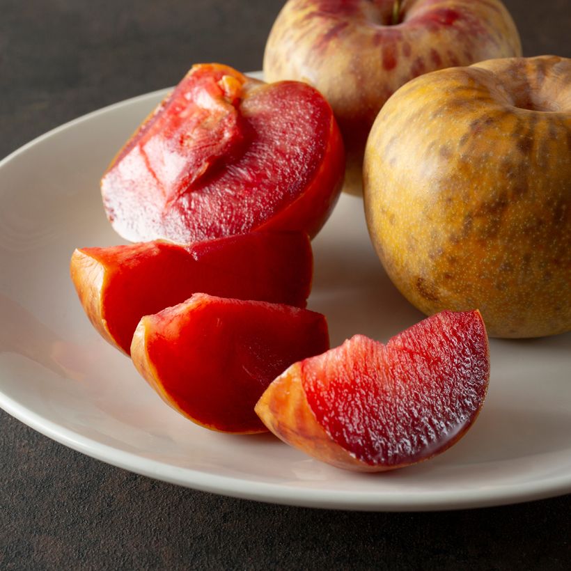 Pluot Dapple Dandy - Prunus Pluot (Ernte)