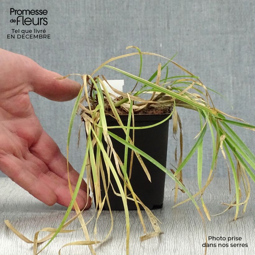 Exemplar von Poa chaixii - Chaix-Rispengras Kleine Töpfe von 8/9 cm wie im Winter geliefert