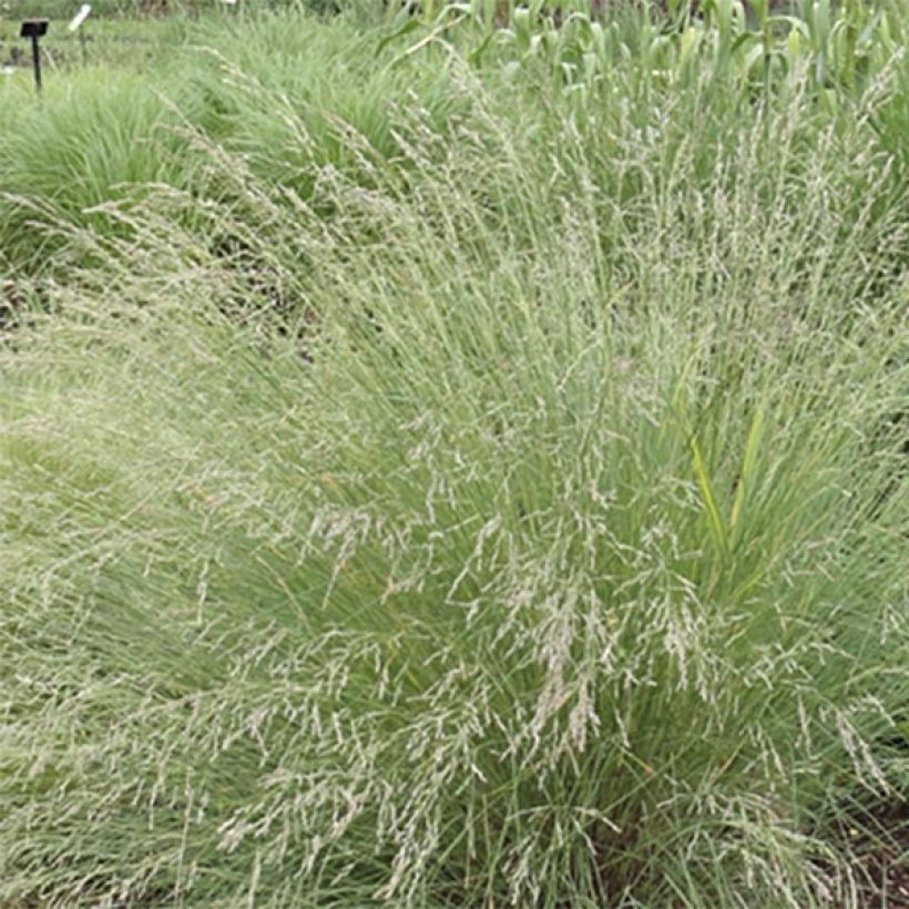 Poa labillardieri - Labillardieres Rispengras (Flowering)
