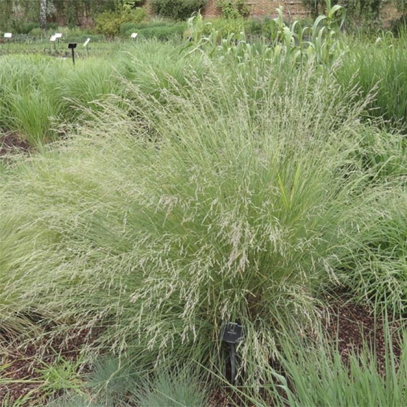 Poa labillardieri - Labillardieres Rispengras (Plant habit)
