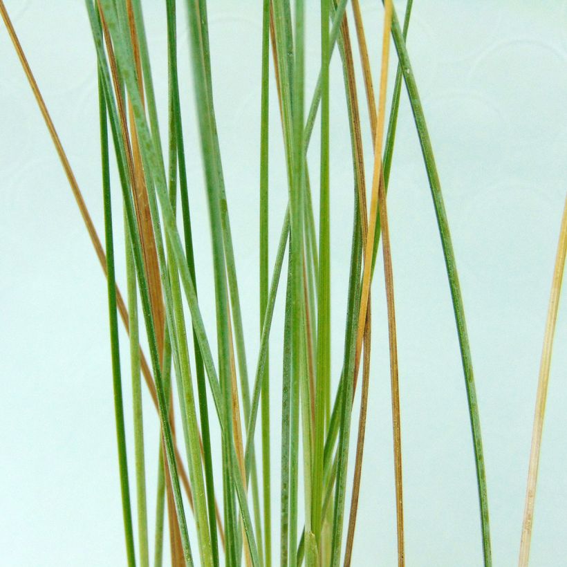Poa labillardieri - Labillardieres Rispengras (Foliage)