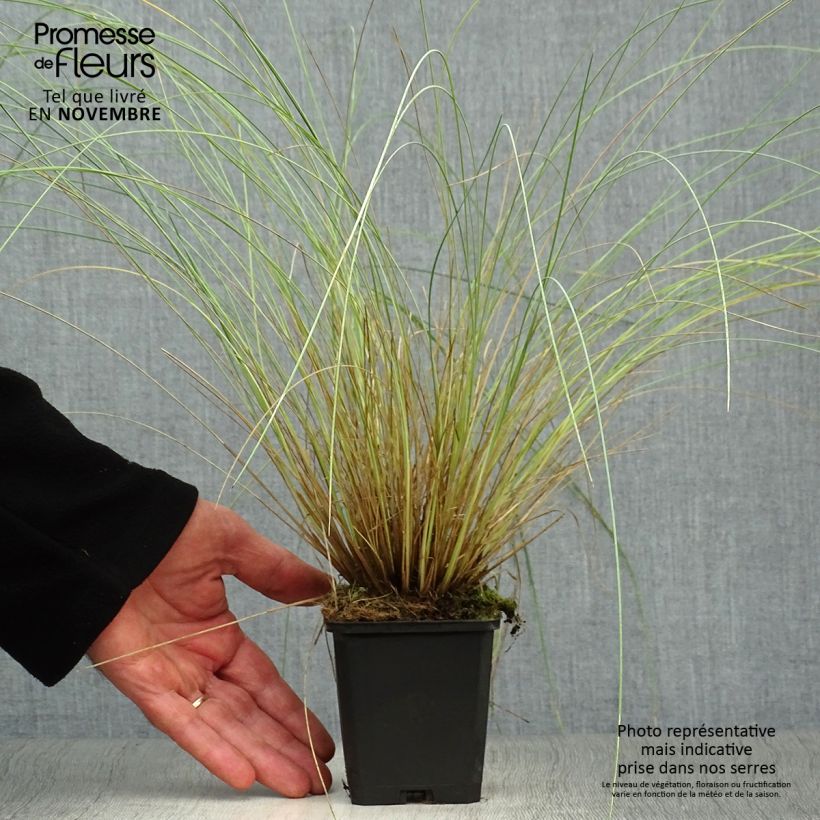 Example of Poa labillardieri - Labillardieres Rispengras Kleine Töpfe von 8/9 cm as you get in automne
