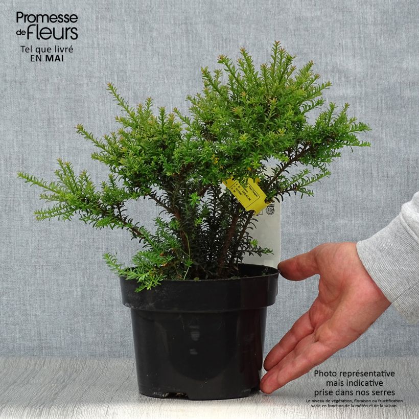 Example of Podocarpus Chocolate Box - Steineibe Topf mit 2L/3L as you get in printemps