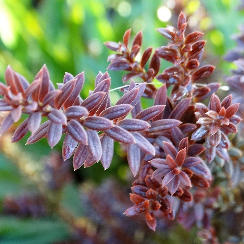 Podocarpus Chocolate Box - Steineibe (Foliage)