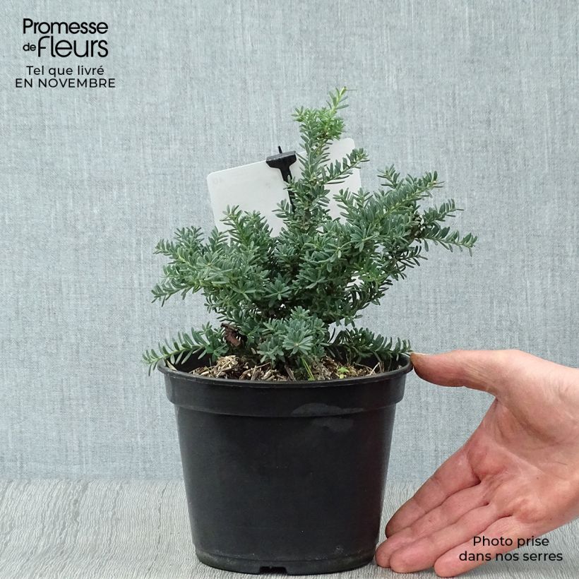 Example of Podocarpus lawrencii Blue Gem - Steineibe Topf mit 2L/3L as you get in automne