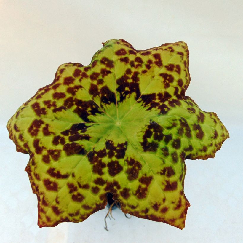 Podophyllum Spotty Dotty - Maiapfel (Foliage)
