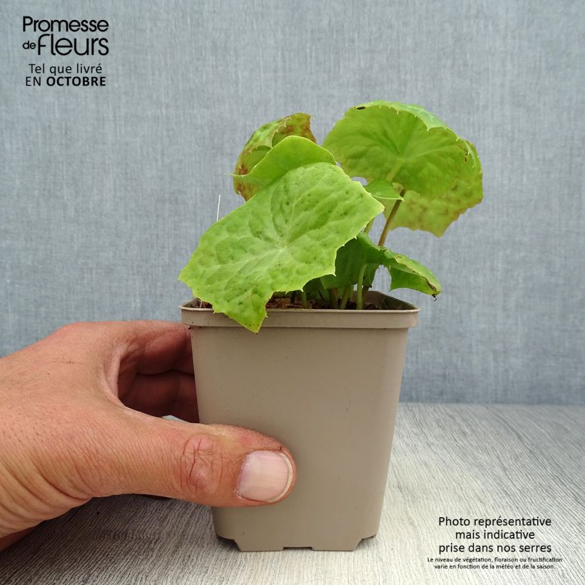 Example of Podophyllum Spotty Dotty - Maiapfel Kleine Töpfe von 8/9 cm as you get in automne