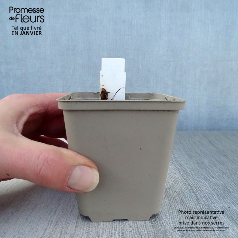 Exemplar von Podophyllum Spotty Dotty - Maiapfel Kleine Töpfe von 8/9 cm wie im Winter geliefert