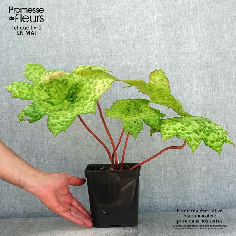 Exemplar von Podophyllum Spotty Dotty - Maiapfel Topf mit 3L/4L wie im Frühjahr geliefert