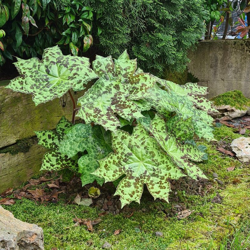 Podophyllum Spotty Dotty - Maiapfel (Wuchs)