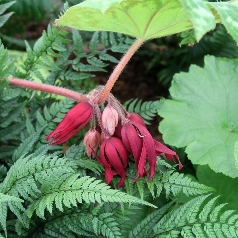 Podophyllum Spotty Dotty - Maiapfel (Flowering)