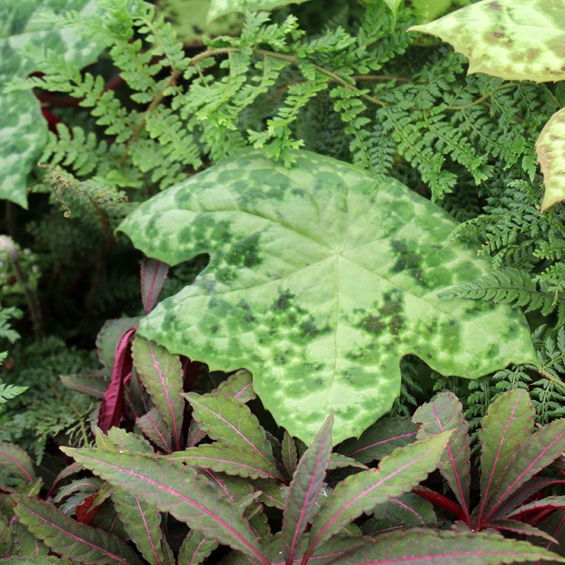 Podophyllum Spotty Dotty - Maiapfel (Plant habit)