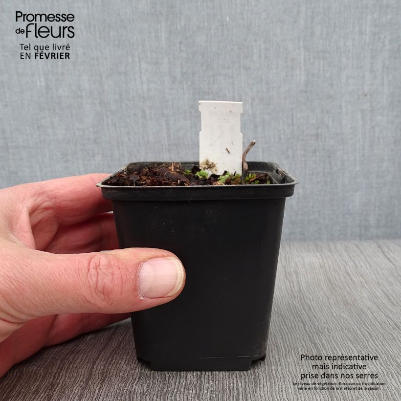 Exemplar von Podophyllum hexandrum - Himalaya-Maiapfel Kleine Töpfe von 8/9 cm wie im Winter geliefert