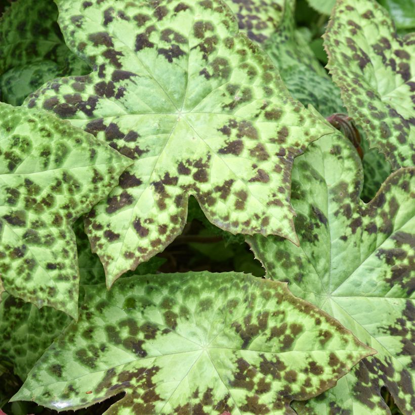 Podophyllum hexandrum - Himalaya-Maiapfel (Foliage)