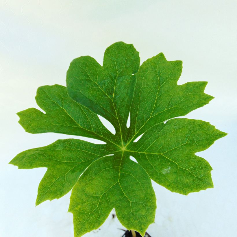 Podophyllum peltatum - Maiapfel (Foliage)