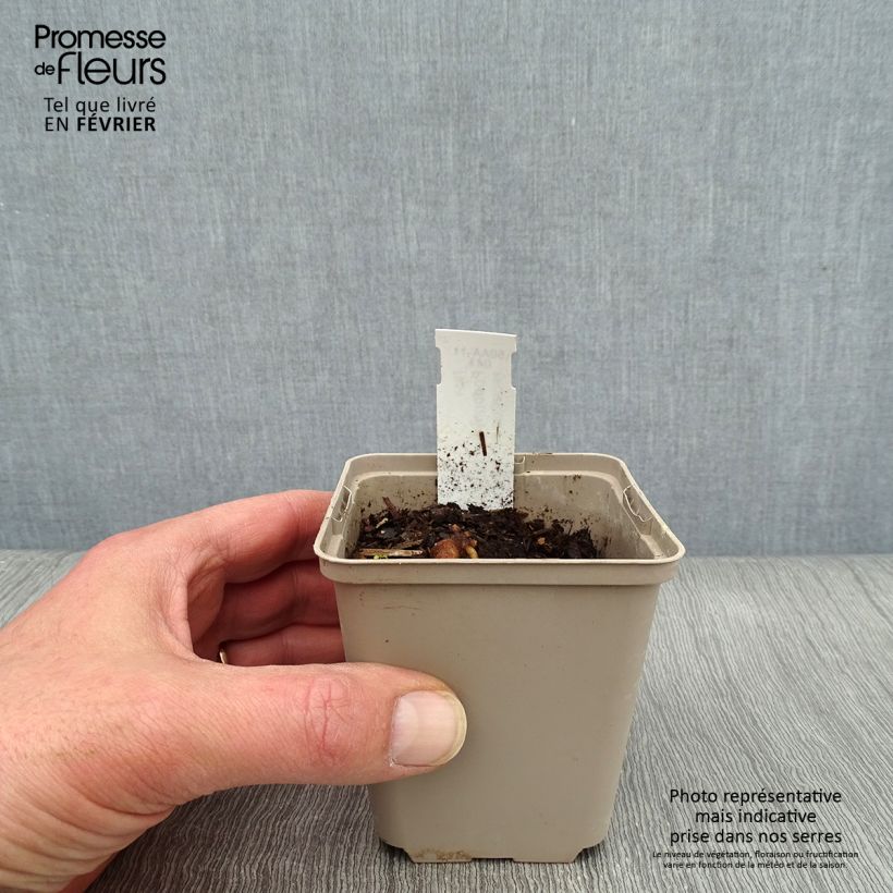 Exemplar von Podophyllum peltatum - Maiapfel Kleine Töpfe von 8/9 cm wie im Winter geliefert