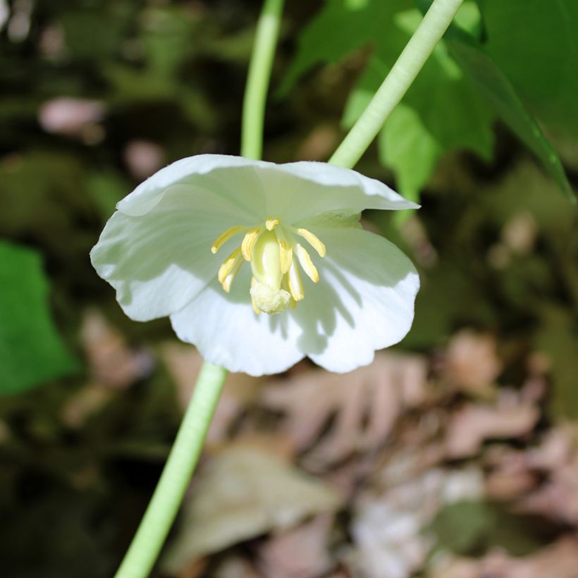 Podophyllum peltatum - Maiapfel (Flowering)