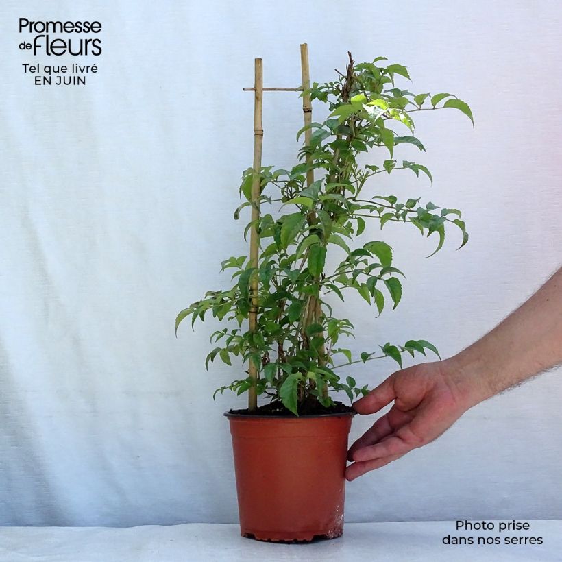 Exemplar von Podranea ricasoliana - Trompetenwein Topf mit 2L/3L wie im Sommer geliefert
