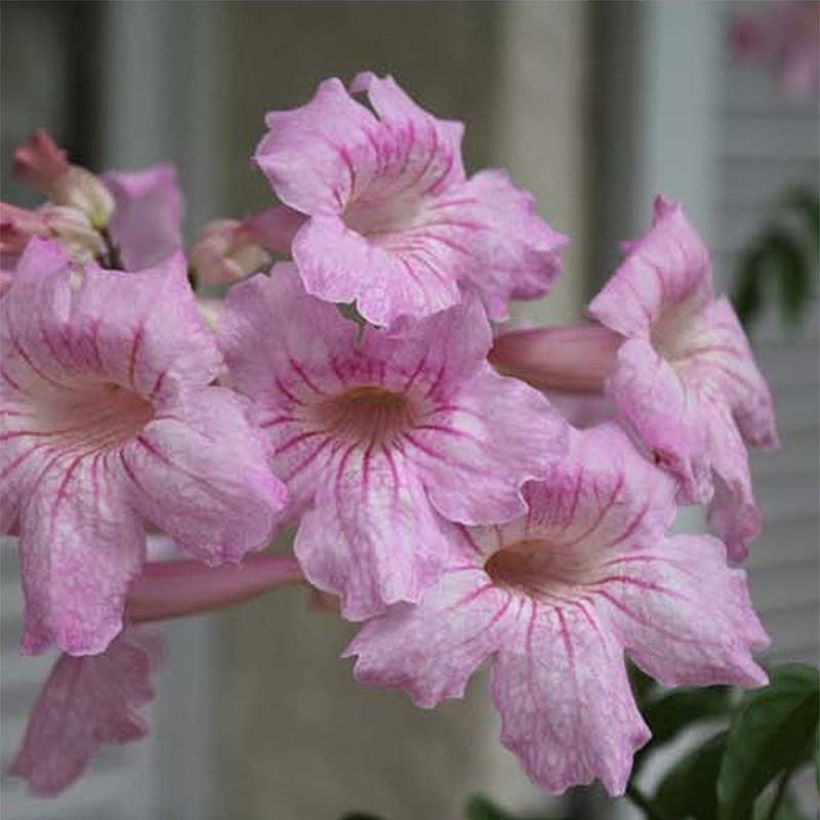 Podranea ricasoliana Comtesse Sarah - Trompetenwein (Flowering)