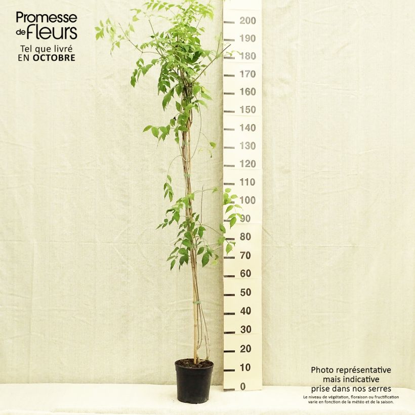 Example of Podranea ricasoliana Comtesse Sarah - Trompetenwein Topf mit 2L/3L as you get in automne