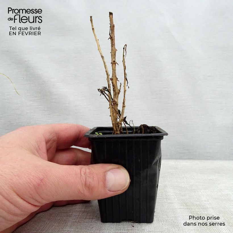 Exemplar von Pepino - Solanum muricatum Kleine Töpfe von 7/8 cm wie im Winter geliefert