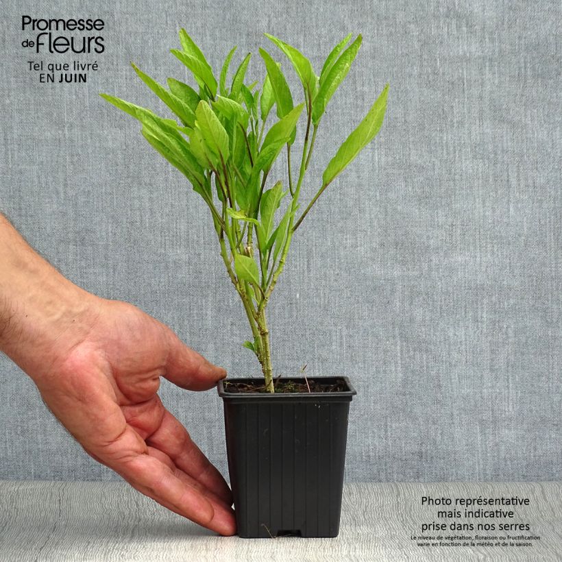 Example of Pepino - Solanum muricatum Kleine Töpfe von 7/8 cm as you get in ete