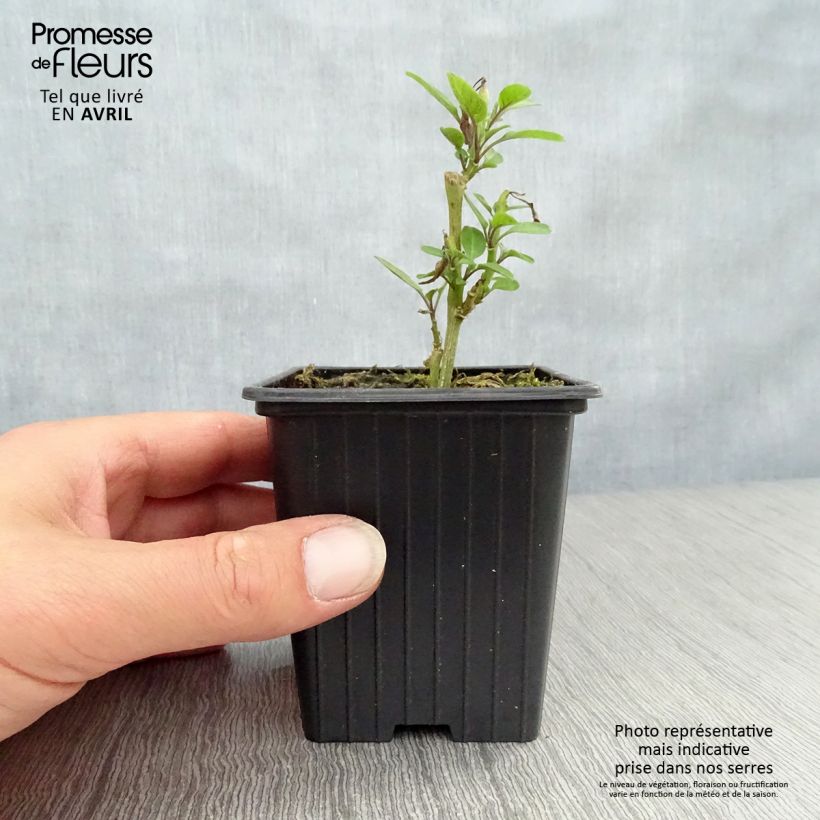 Exemplar von Pepino - Solanum muricatum Kleine Töpfe von 7/8 cm wie im Frühjahr geliefert