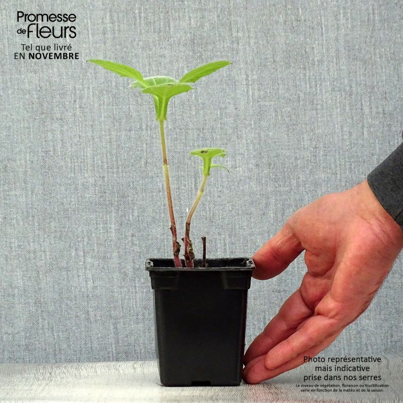 Example of Yacón Bio - Smallanthus sonchifolius Kleine Töpfe von 8/9 cm as you get in automne