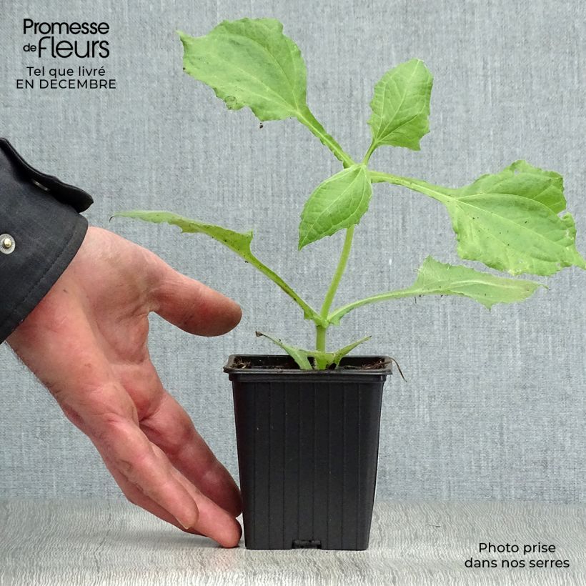 Exemplar von Yacón Bio - Smallanthus sonchifolius Kleine Töpfe von 8/9 cm wie im Winter geliefert