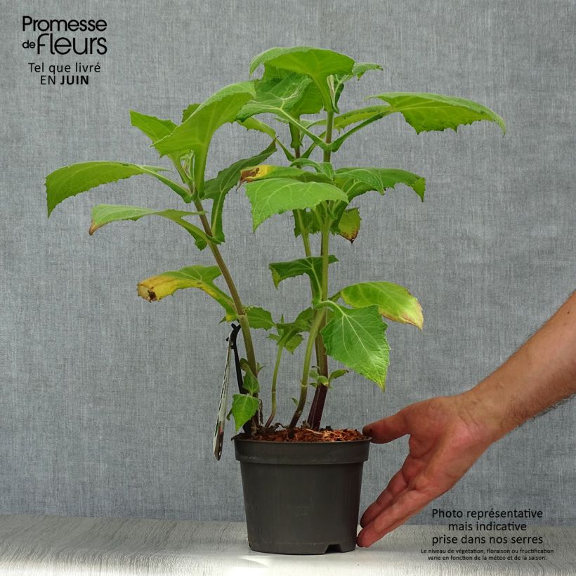 Example of Yacón Morado - Smallanthus sonchifolius Topf mit 1,5L/2L as you get in ete
