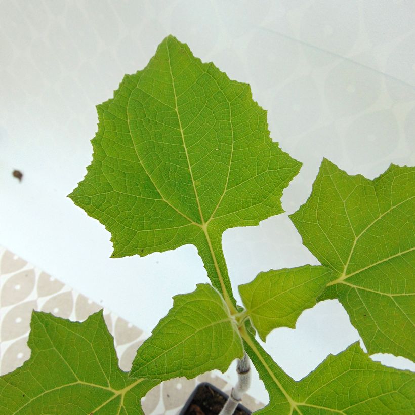 Yacón Bio - Smallanthus sonchifolius (Foliage)