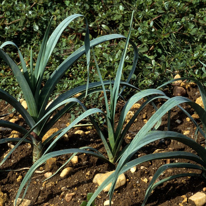Lauch-Porree Bleu de Solaise (Plant habit)