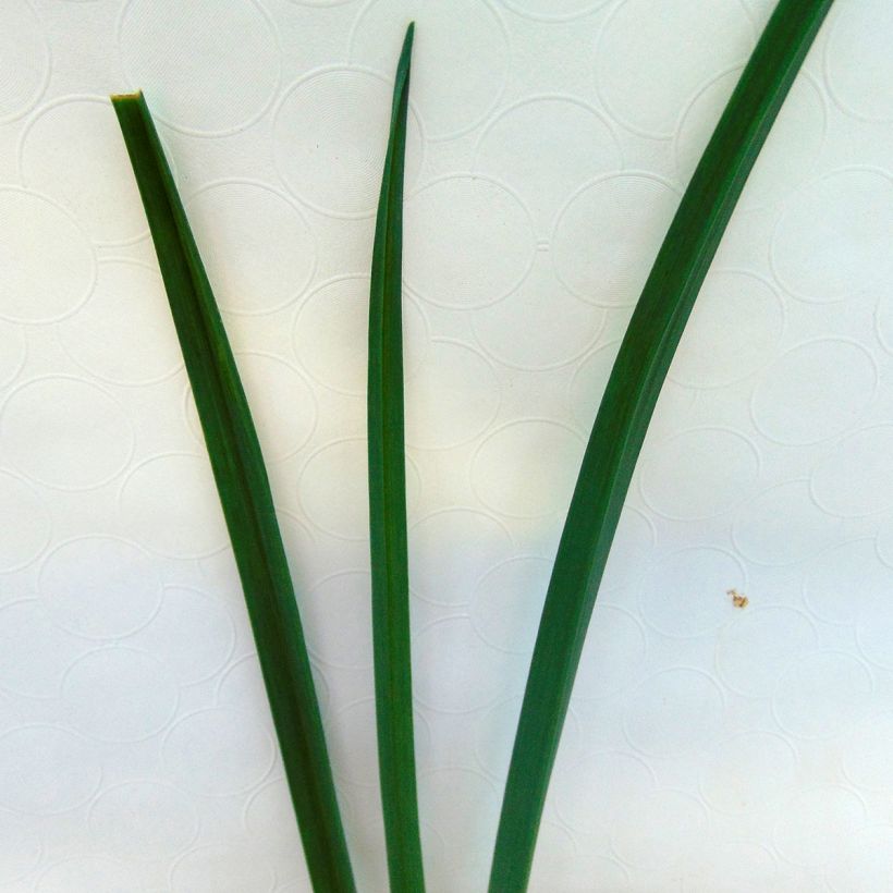 Ackerlauch Bio - Allium ampeloprasum (Foliage)