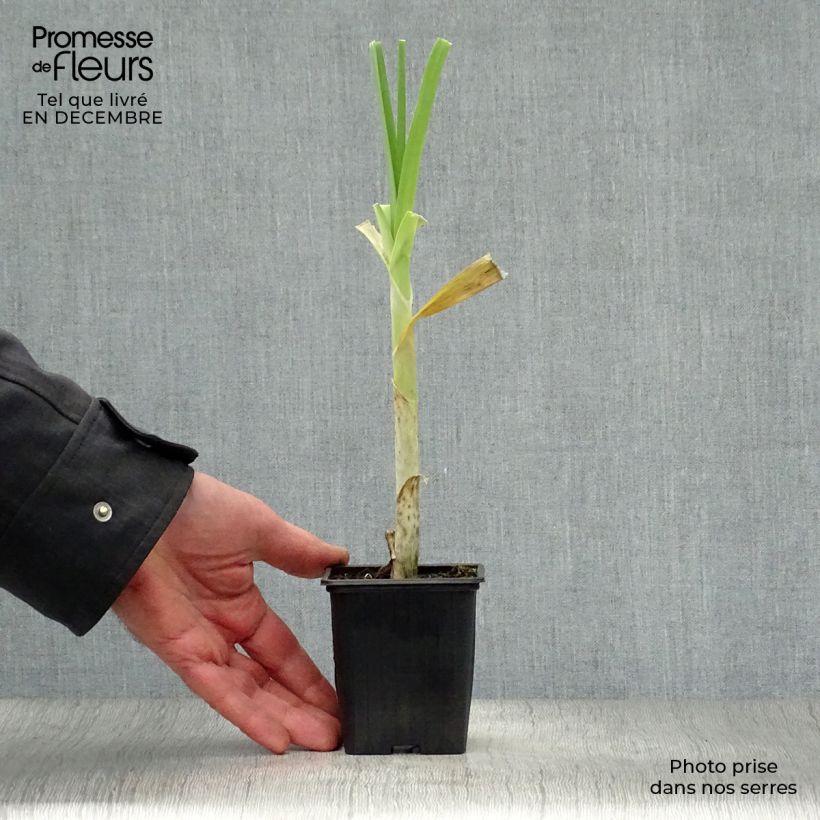 Exemplar von Ackerlauch Bio - Allium ampeloprasum Kleine Töpfe von 7/8 cm wie im Winter geliefert