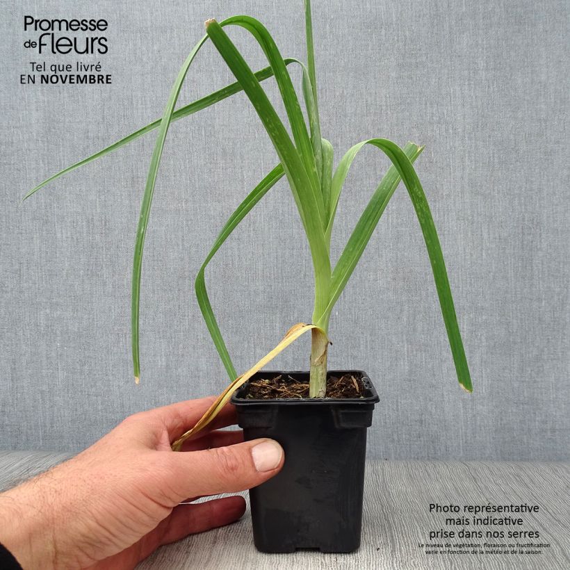 Example of Ackerlauch Bio - Allium ampeloprasum Kleine Töpfe von 7/8 cm as you get in automne