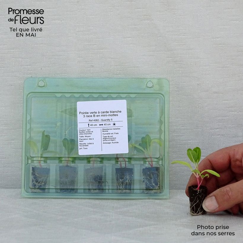 Example of Grüner Mangold with White Rib 3 race B in seedlings Mini-Plug Ø 1,5/2,5 cm as you get in printemps