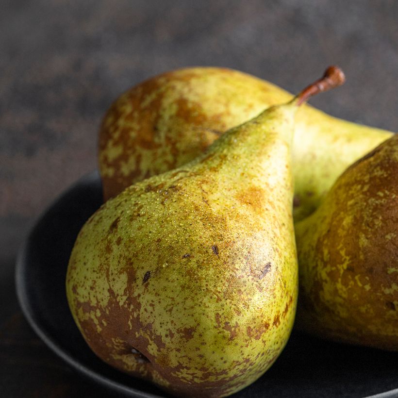 Birnbaum André Desportes Bio - Pyrus communis (Harvest)