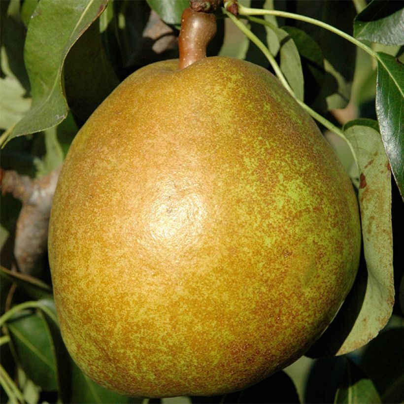Birnbaum Angelys - Pyrus communis (Harvest)