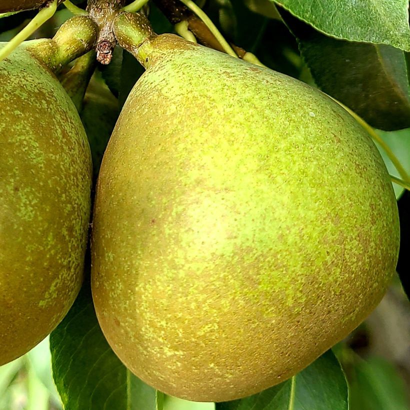 Birnbaum Bergamote Esperen - Pyrus communis (Harvest)