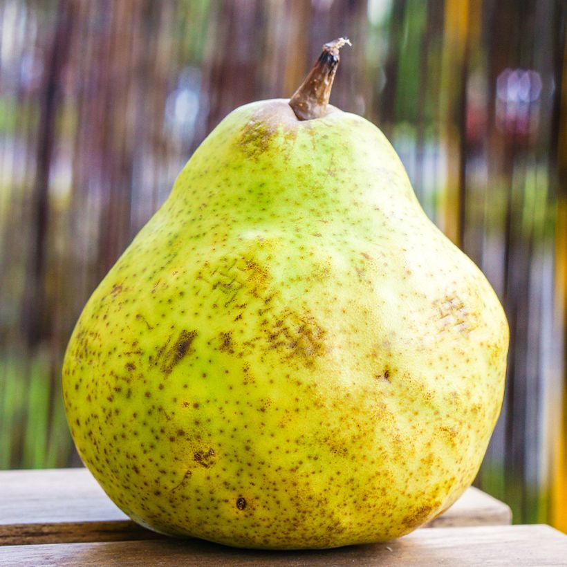 Birnbaum Bergamote de Parthenay Bio - Pyrus communis (Harvest)