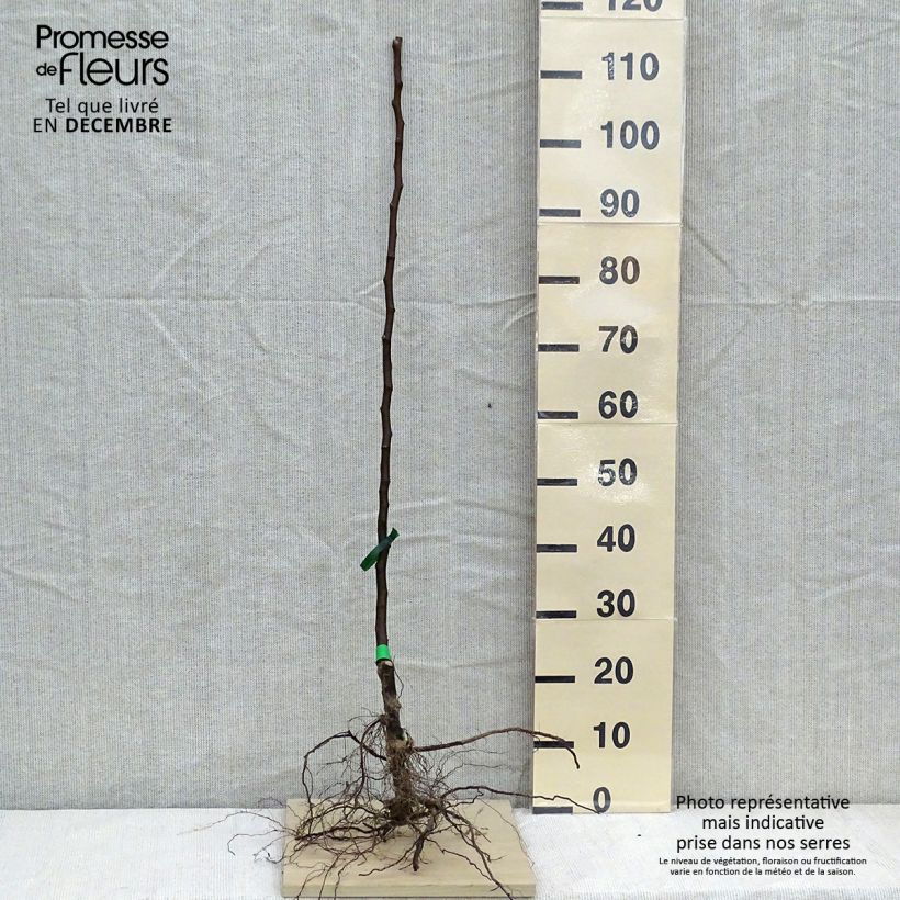 Example of Birnbaum Beurré Clairgeau - Pyrus communis Wurzelnackt, Heister as you get in hiver
