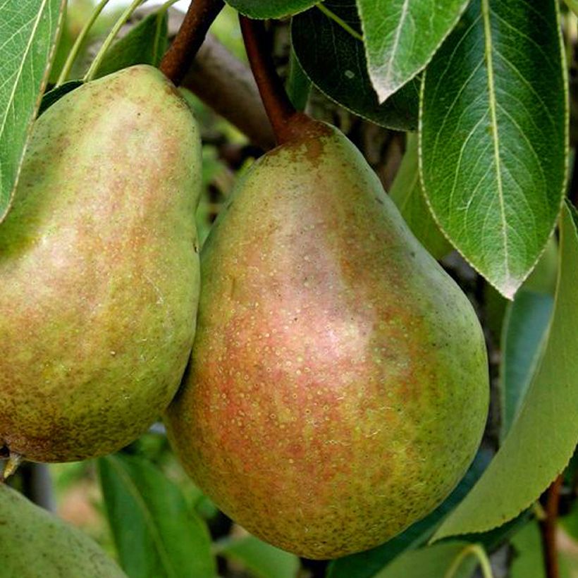 Birnbaum Beurré Clairgeau - Pyrus communis (Harvest)