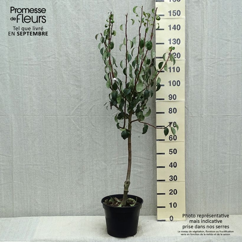 Exemplar von Birnbaum Beurré Giffard - Pyrus communis Topf mit 7,5L/10L, Gobelet-Form wie im Sommer geliefert