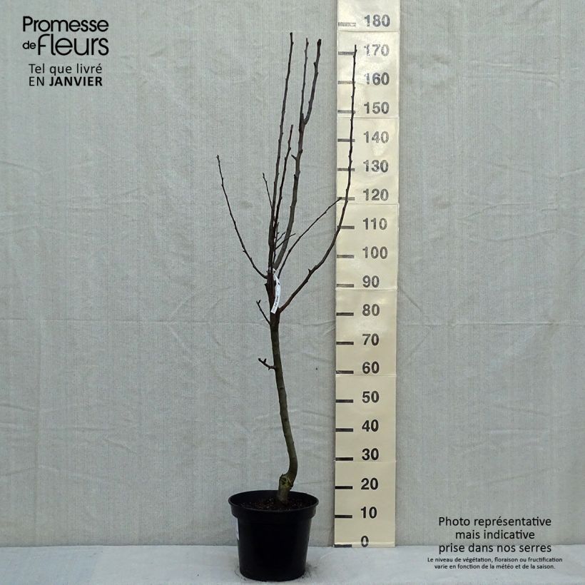 Exemplar von Birnbaum Beurré Giffard - Pyrus communis Topf mit 7,5L/10L, Gobelet-Form wie im Winter geliefert