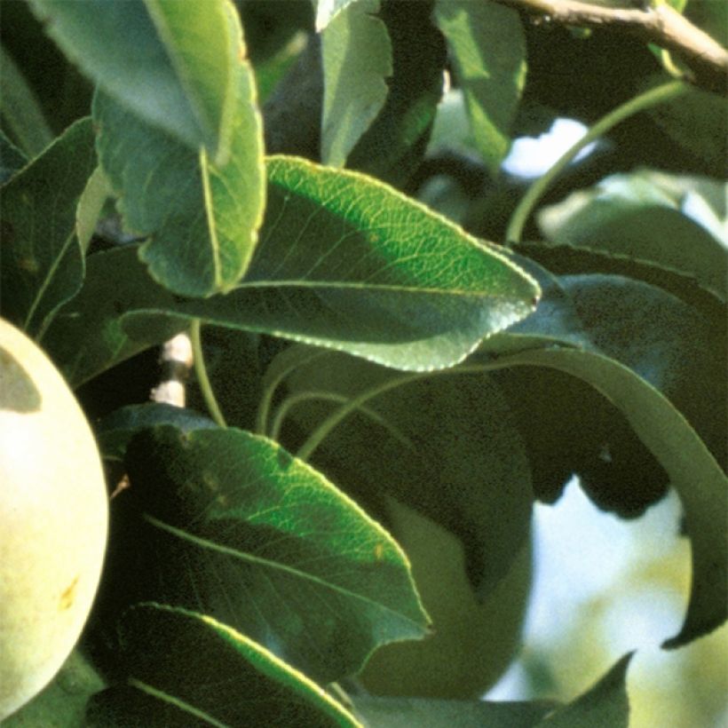 Birnbaum Beurre Hardy - Pyrus communis (Foliage)